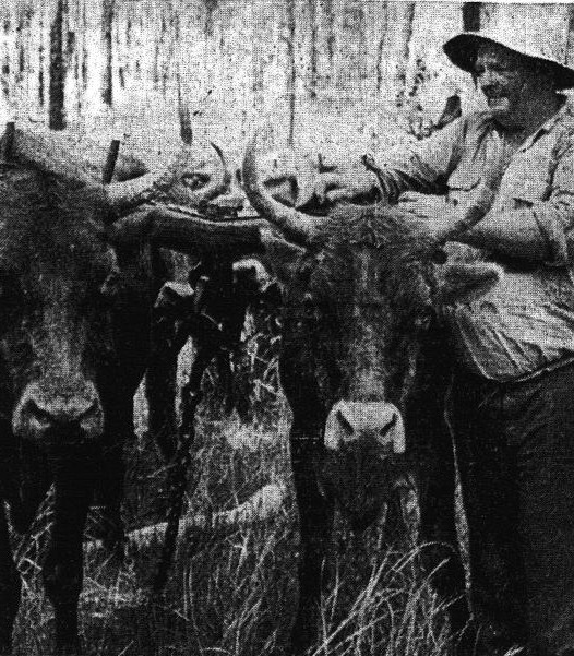 Bullock Team. Mr Ernie Ward yokes up his leaders at Gunalda