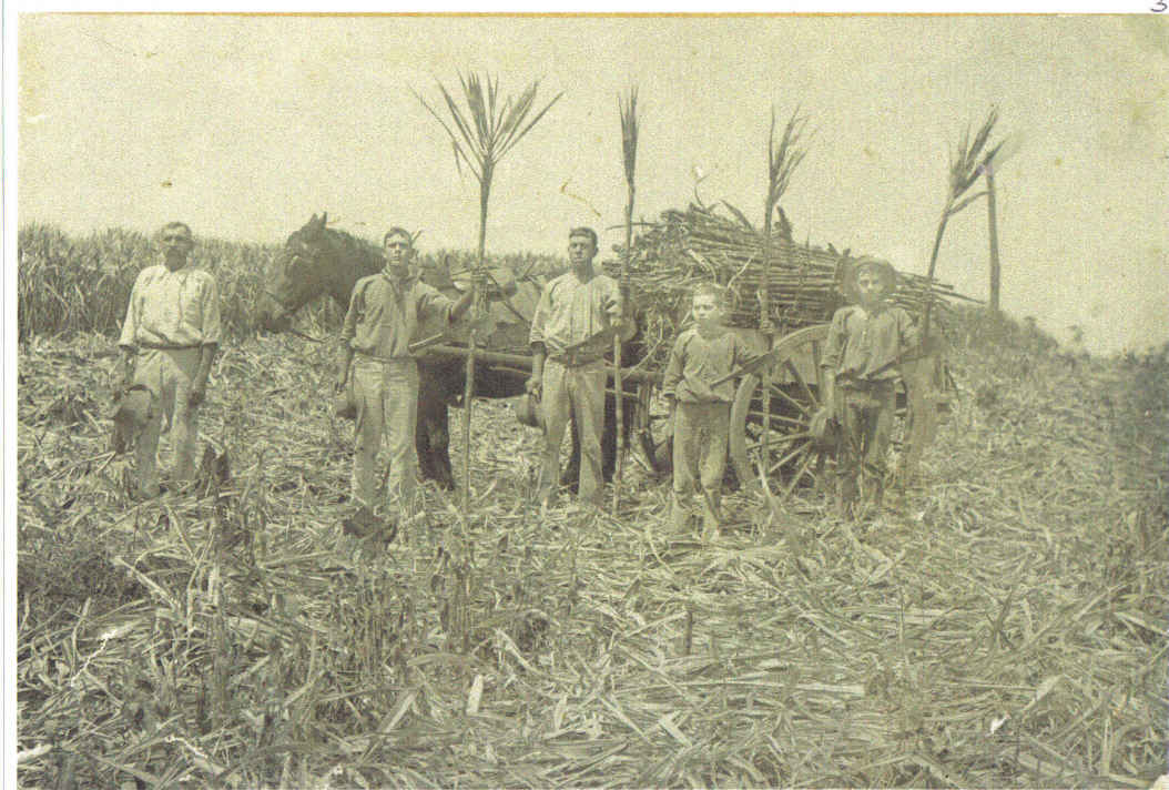 Cane cutters