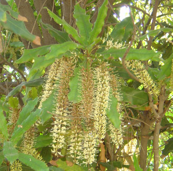 Macadamia flower