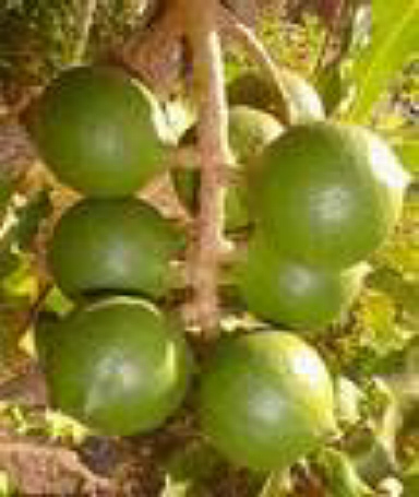 Green Macadamia nut