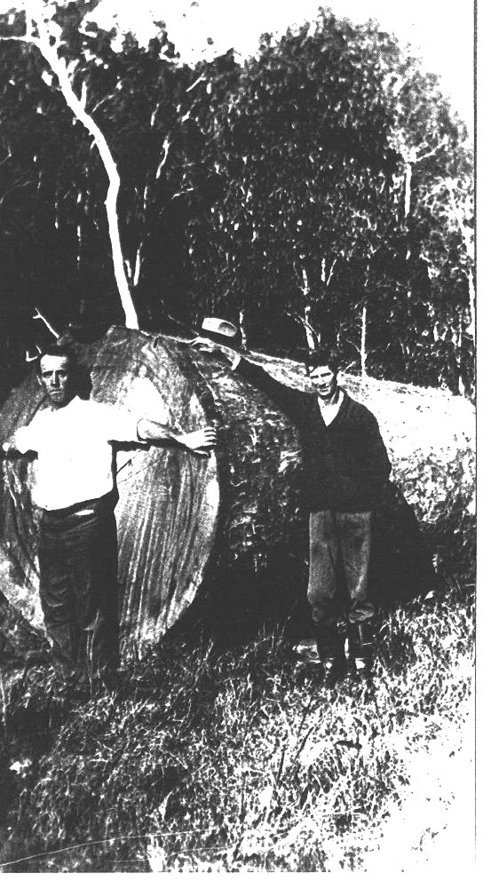 The last of the Kauri pines felled in Mt Bopple Sept 30th 1925